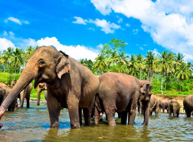 Sri Lanka Tours Package from Bangalore by Flight